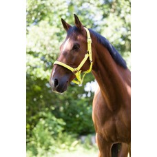 NORTON - Fluo Lined - Headcollar cob NORTON - Fluo Lined - Headcollar cob
