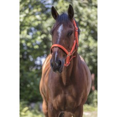 NORTON - Fluo Lined - Headcollar cob NORTON - Fluo Lined - Headcollar cob