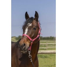 NORTON - Grooming - Headcollar Shetland NORTON - Grooming - Headcollar Shetland