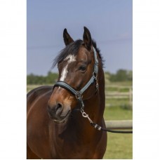 NORTON - 4lines - Headcollar Full NORTON - 4lines - Headcollar Full