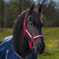 Globus Romana Xfull Globus Romana Xfull